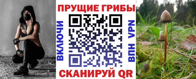 хочу наркоту  Нарткала  Псилоцибиновые грибы Cubensis 
